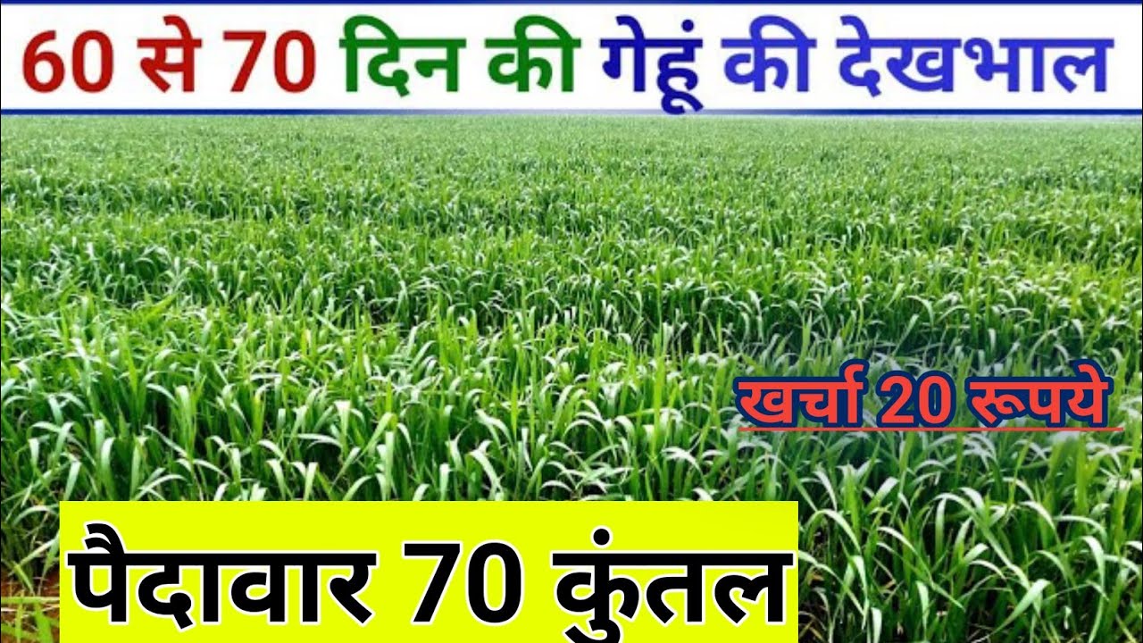 इस समय गेहूं की फसल में क्या नहीं करना चाहिए। gehu ki paidavar kaise badhaye। Wheat 