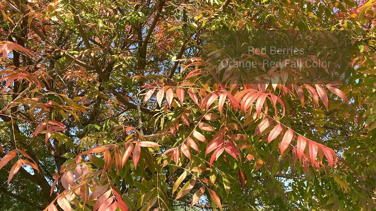 Chinese pistache tree (Pistacia chinensis Sarah's Radiance®)
