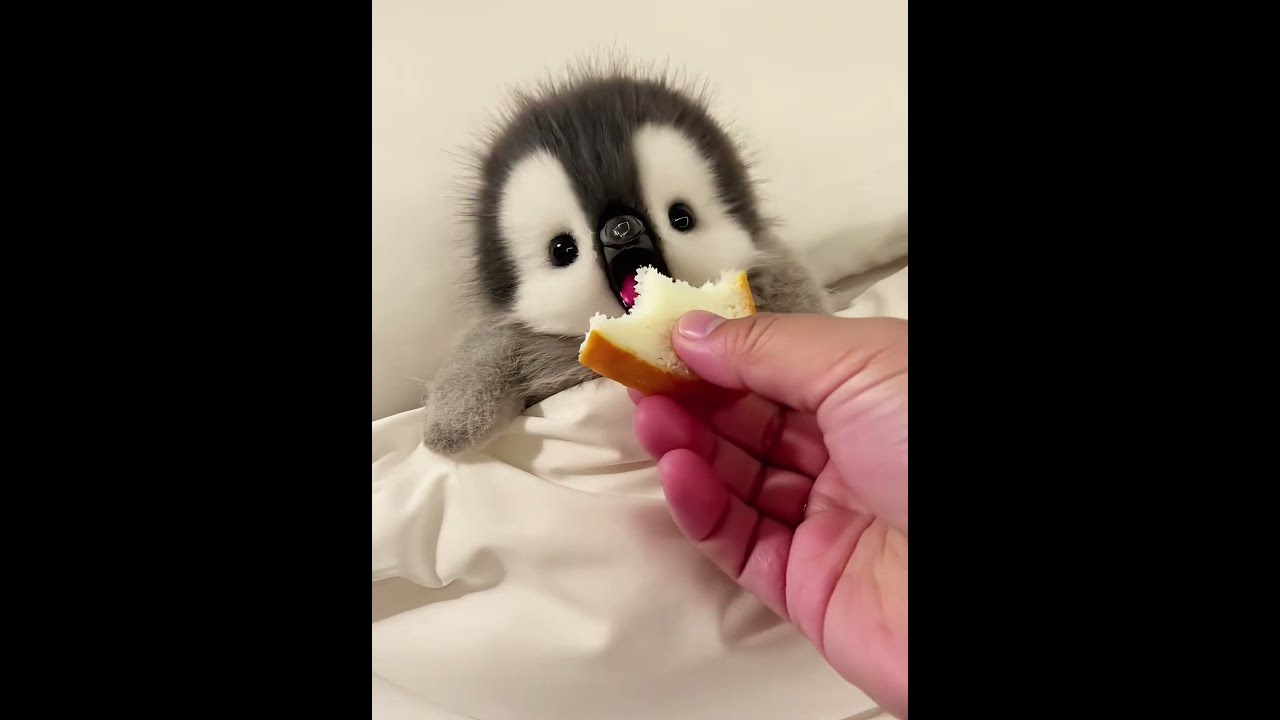 Con g&igrave; đ&acirc;y?  Chim C&aacute;nh Cụt Bị Bệnh V&agrave; Đang Uống Thuốc 💊 | Khoảnh Khắc Si&ecirc;u Dễ Thương! 🐧🎉