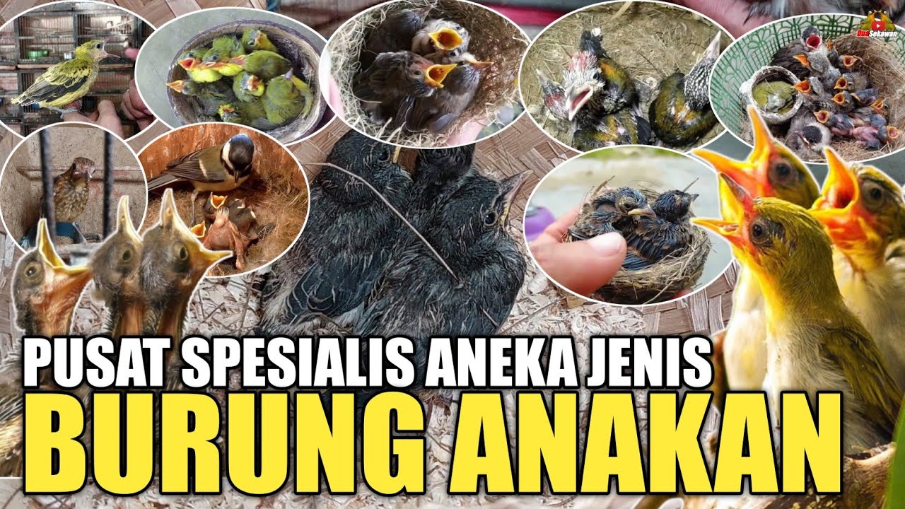 UPDATE HARGA ANEKA JENIS BURUNG ANAKAN/LOLOHAN TERBARU DI PASAR BURUNG PRAMUKA