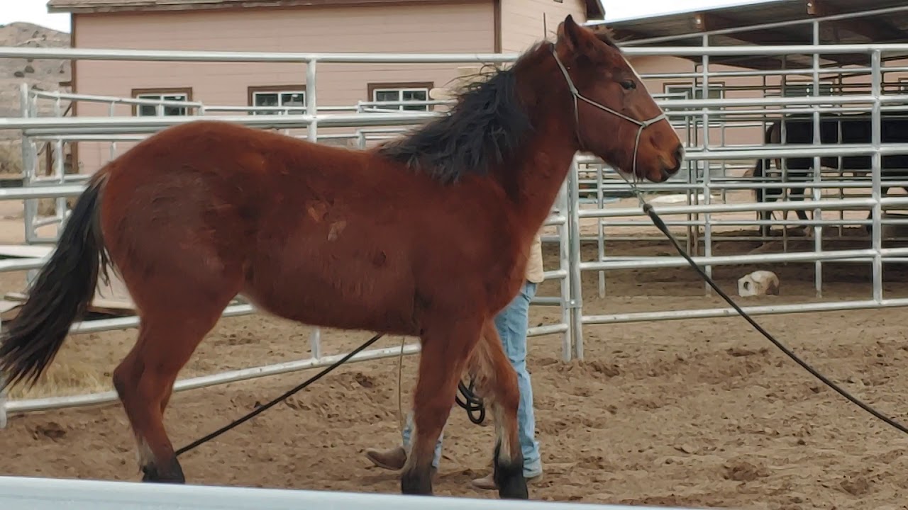 Picking up Feet-teaching an unhandled horse how to accept hoof handling and restraint
