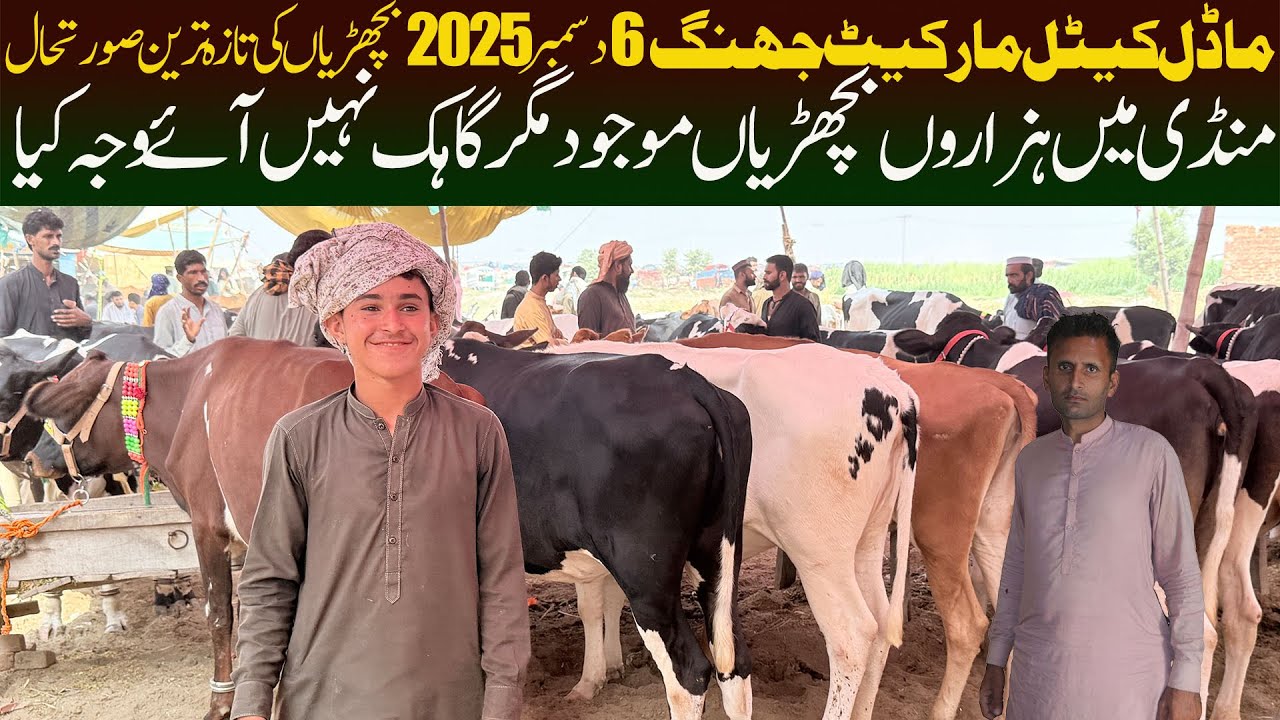 Heifers Price Update Jersey Friesian Australia American | Cow Mandi Pakistan | Cattle Market Jhang 