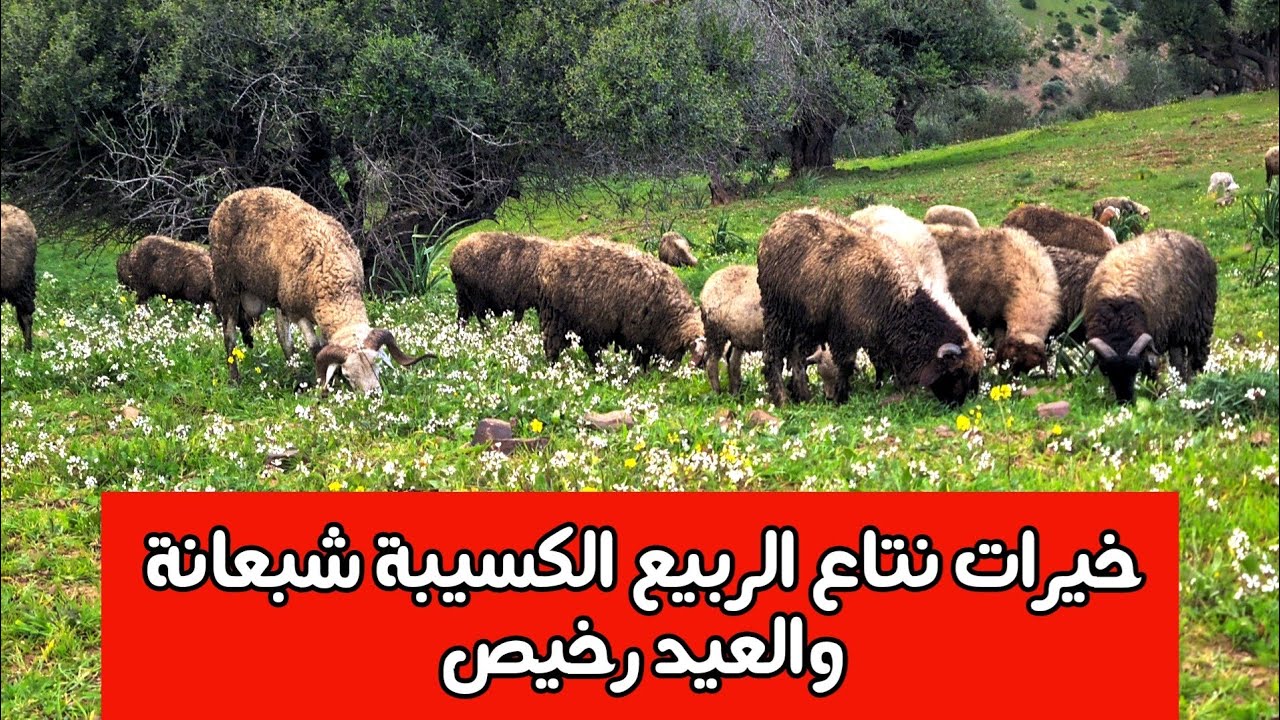 أخبار زوينة للمغاربة.. الكسيبة كاينة والثمن مرشح يطيح فالعيد!
