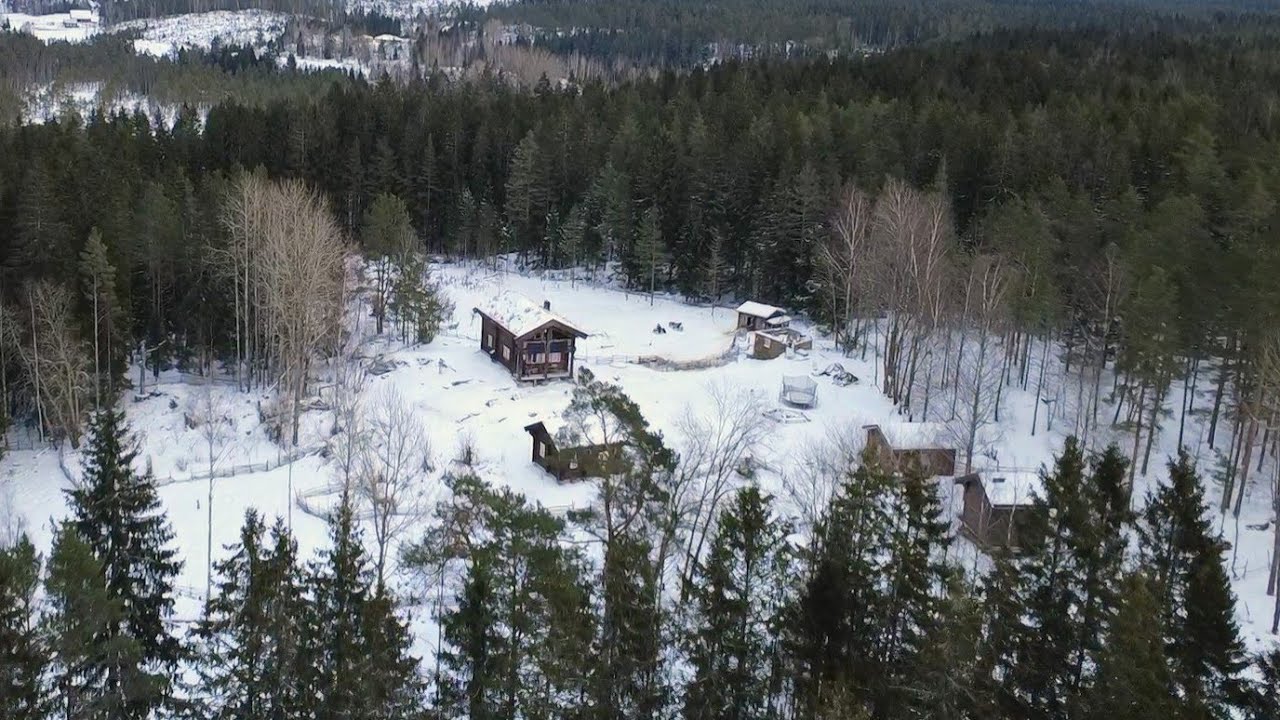 Winter Days in the Norwegian Forest - Mystery  Visit, New Baby and Animals Chores: Homestead Diary 