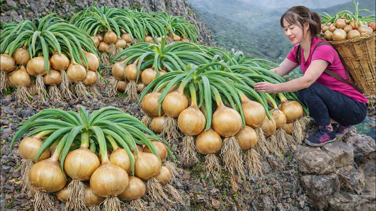 Harvesting Purple Mountain Onion to Sell | Tough Mountain Onion Thrives in Extreme Weather
