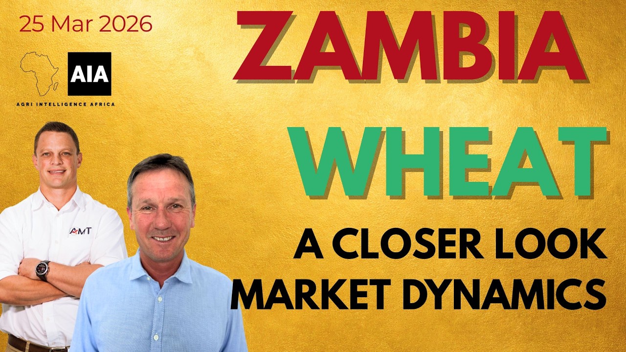 🌾 Zambia Wheat | African Grains Update &ndash; 26 March 2026