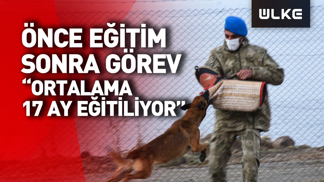 Türk Silahlı Kuvvetleri İçin Yetiştirilen Köpeklerin Zorlu Eğitimi