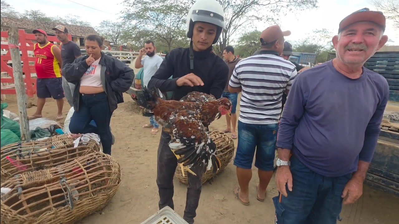 FEIRA DA GALINHA DE SANTA CRUZ DO CAPIBARIBE-PE A MELHOR DA REGIÃO 