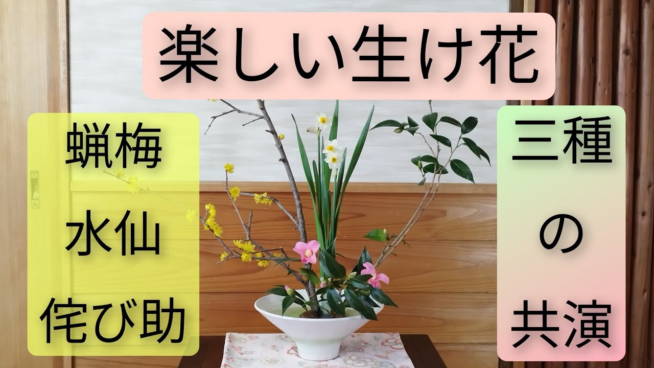 【楽しい生け花】蝋梅 水仙 侘び助椿の三種類で生けてみました　【共演】