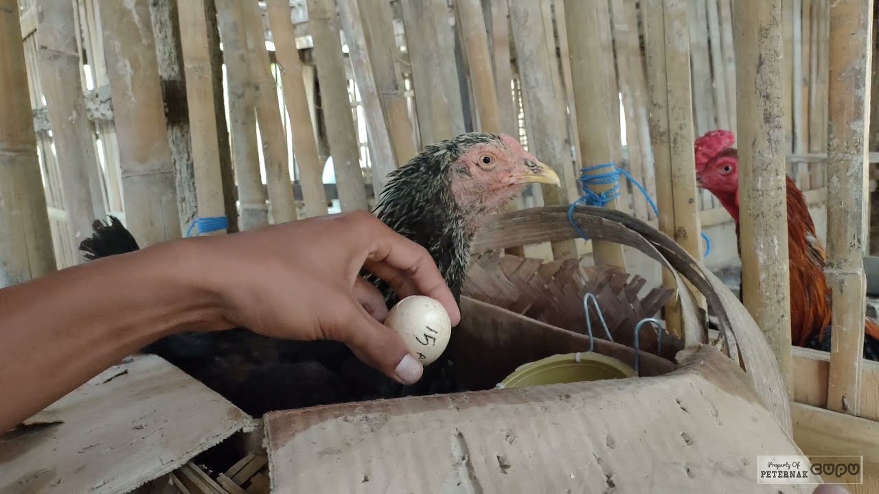 Pasti Menetas Semua , Cara agar telur ayam menetas semua