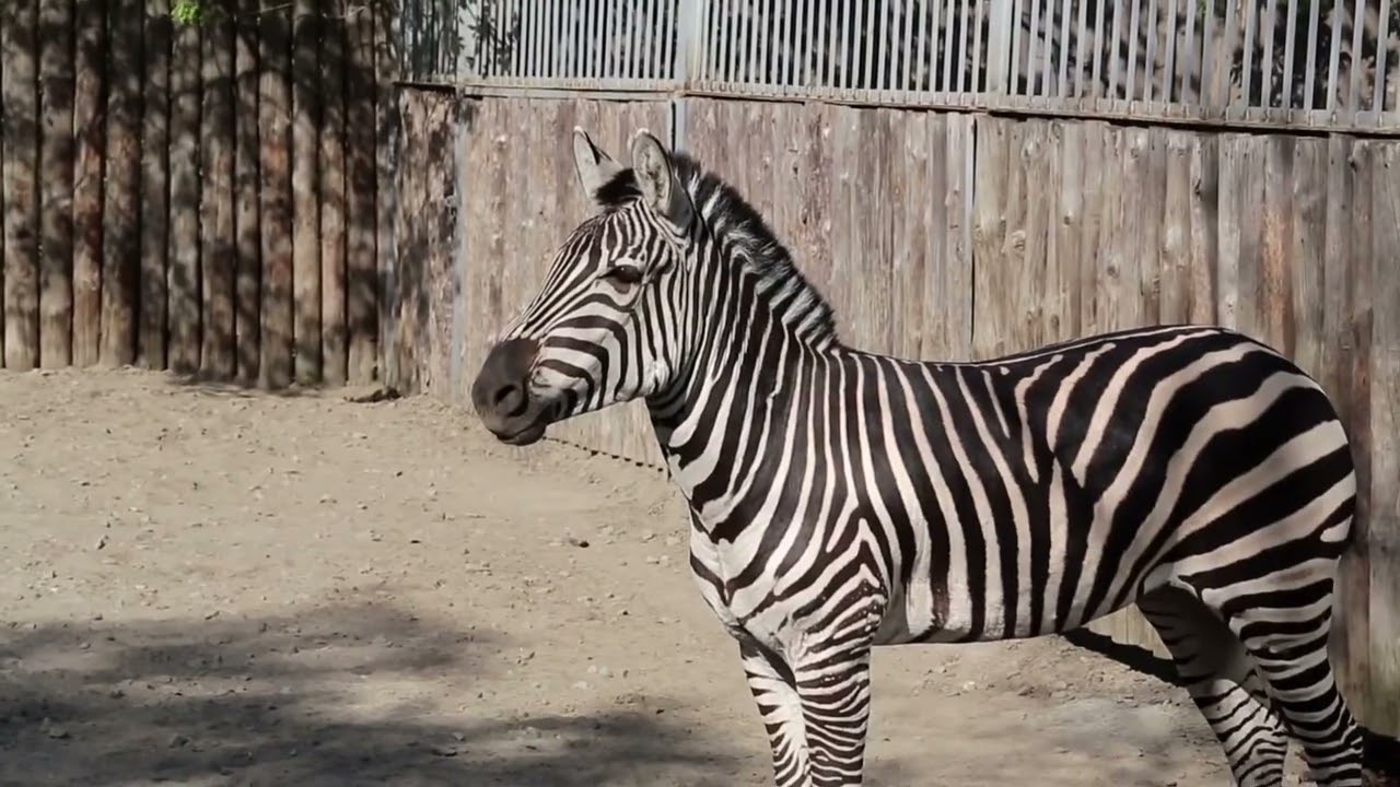 Bronx Zoo (2024)