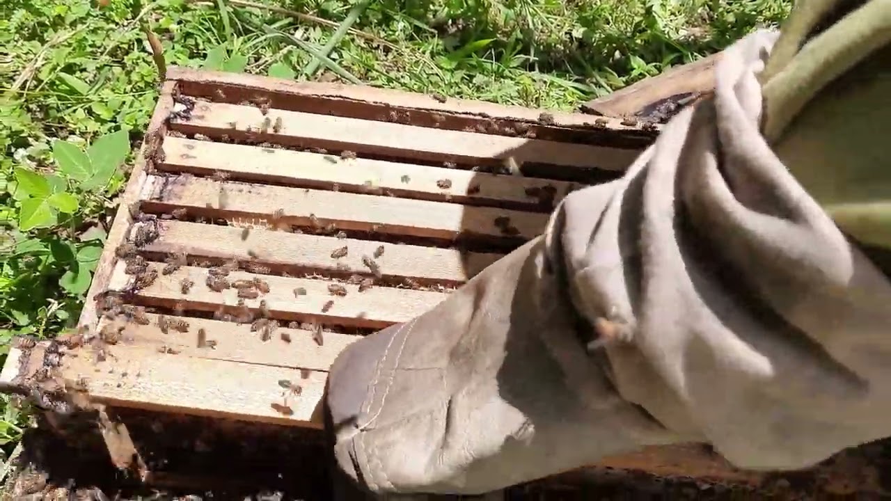 Ufugaji Nyuki Tanzania: Namna bora ya Ukaguzi wa Mzinga wa Nyuki (Hive inspection).