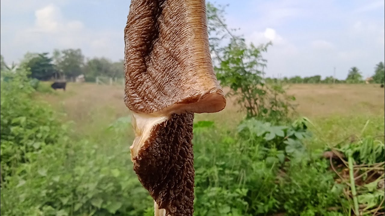 பீப் குடல் சுத்தம் செய்வது எப்படி .பகுதி1.Beef intestine Cleaning