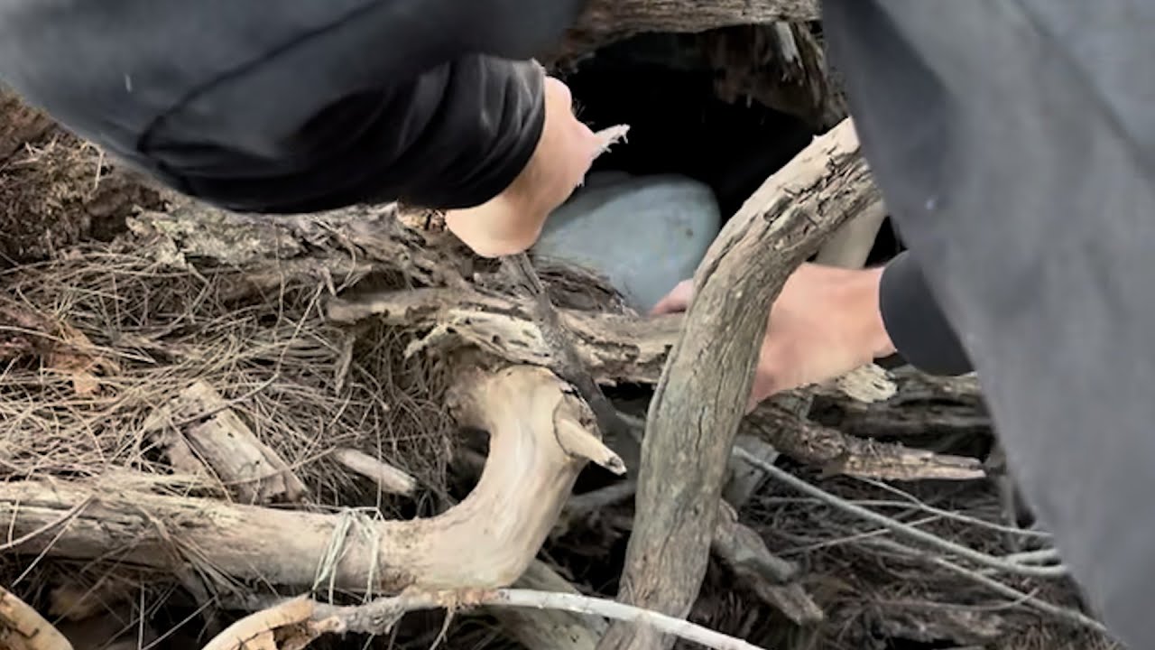 Against all odds, this baby goat fought to survive 🥹❤️
