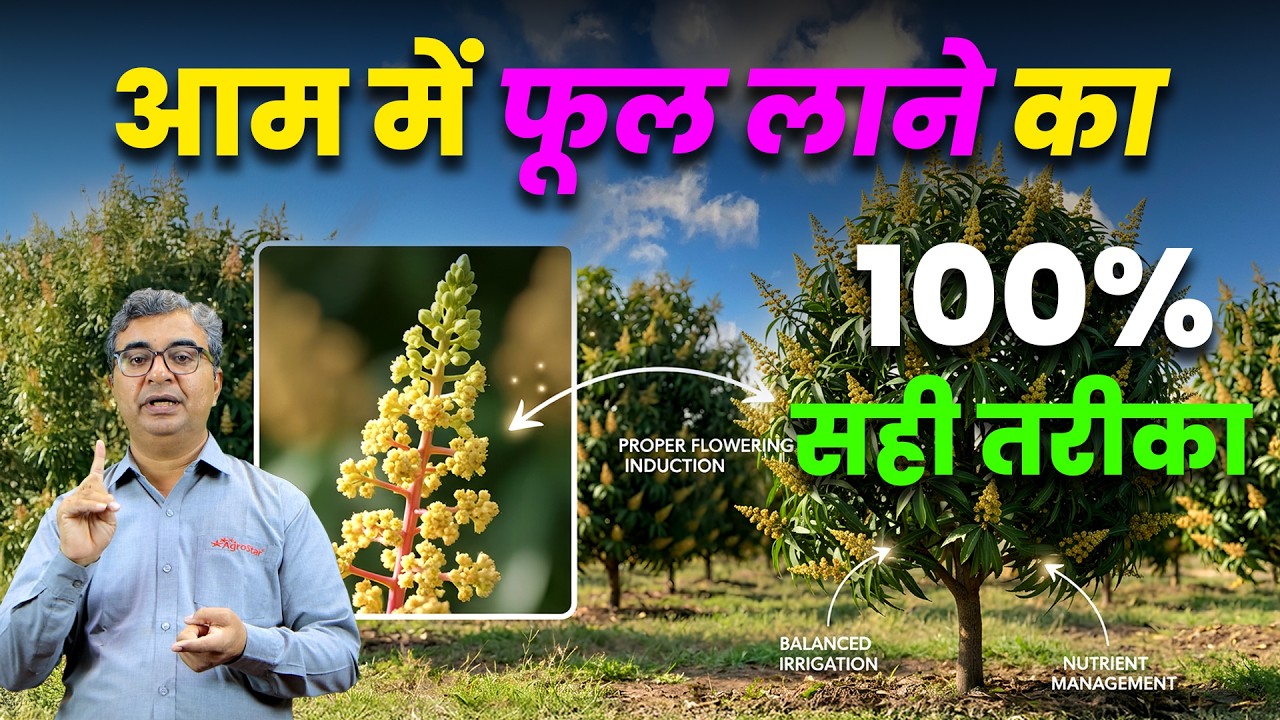जनवरी–फरवरी में Aam को क्या दें? | Mango Flowering Time | आम की खेती | Mango Farming | AgroStar