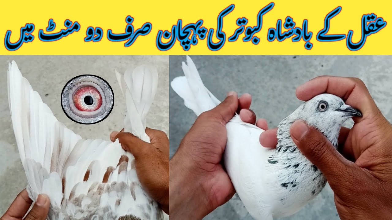 Pigeon Best Eyes Ki Pehchan | High Flyer Pigeon Eye Sign | Pigeon Day1