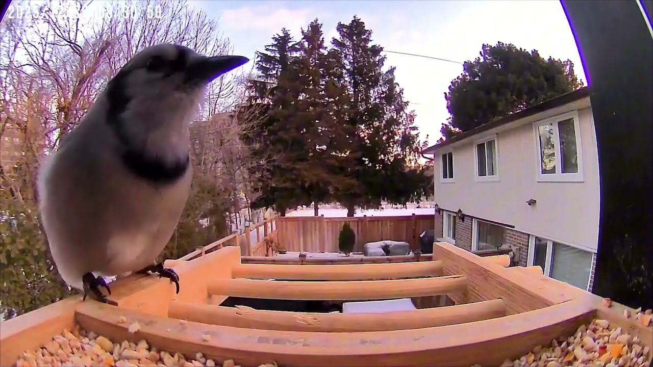 The Most Aggressive Bird at the Feeder Revealed
