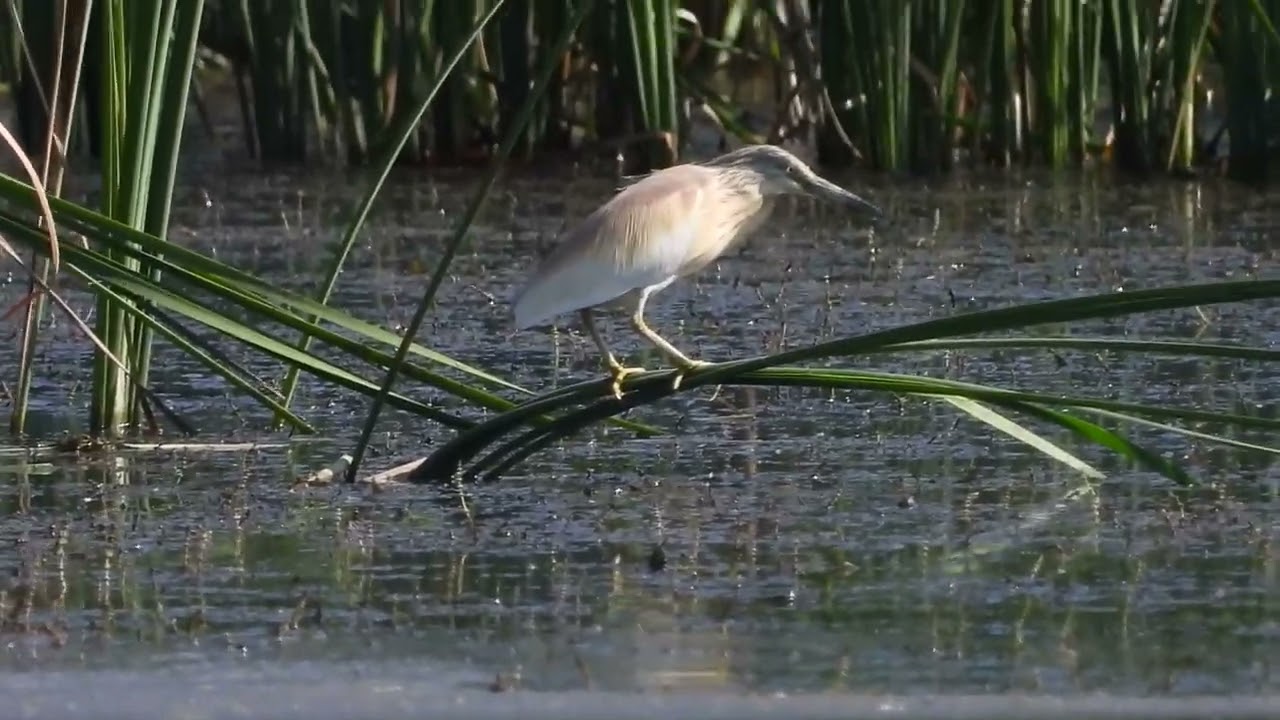 Czapla modronosa (Ardeola ralloides) - 2023.07.15 Goczały