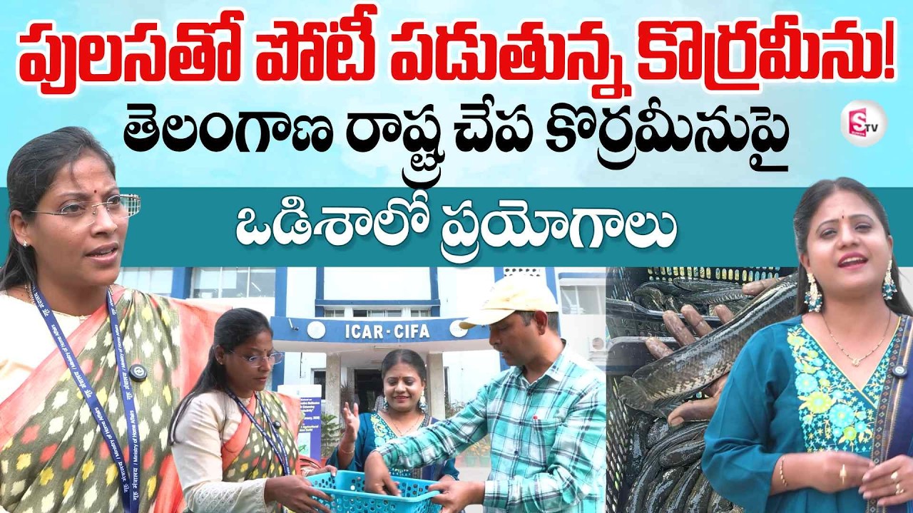 Odisha ICAR CIFA Experiments on Telangana state fish Korrameenu l Hyderabad PIB Tour l Suman TV