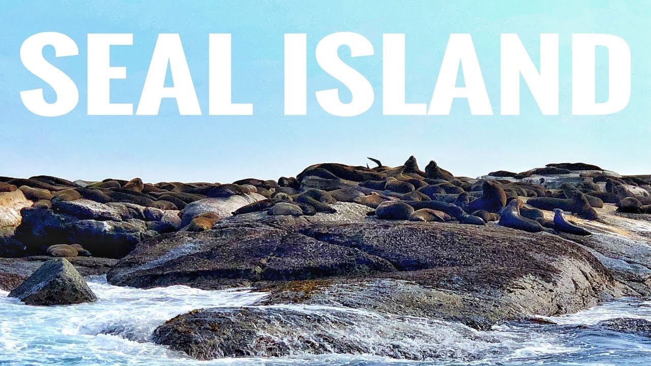 HOUT BAY and ISLAND FULL OF SEALS in CAPE TOWN | SEAL ISLAND | SOUTH AFRICA Travel vlog