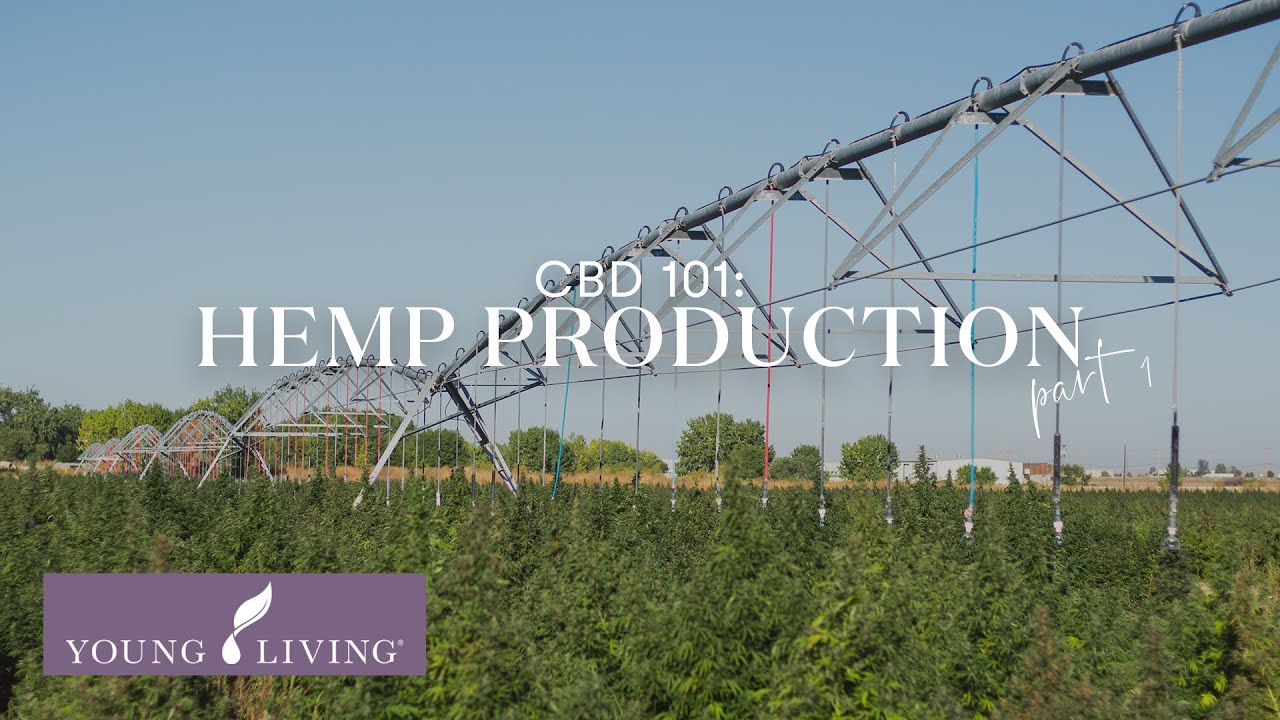 CBD 101: Hemp Production, Part 1 | Young Living Essential Oils