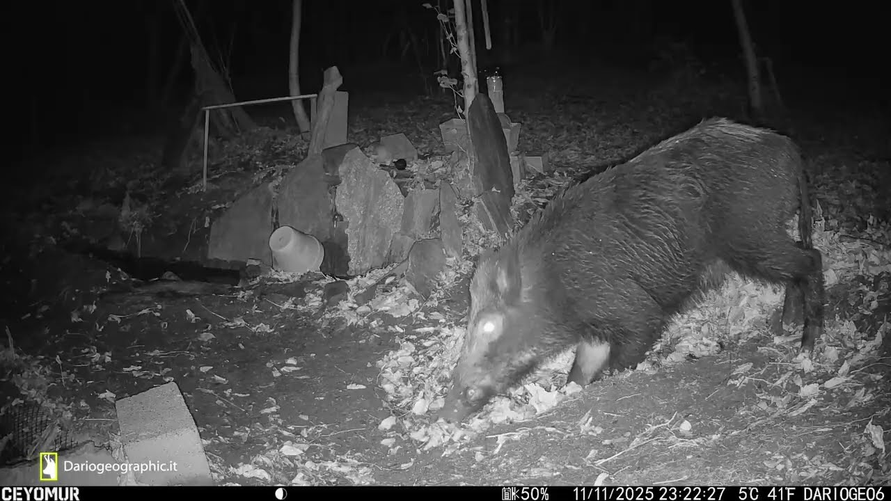 Il Cinghiale