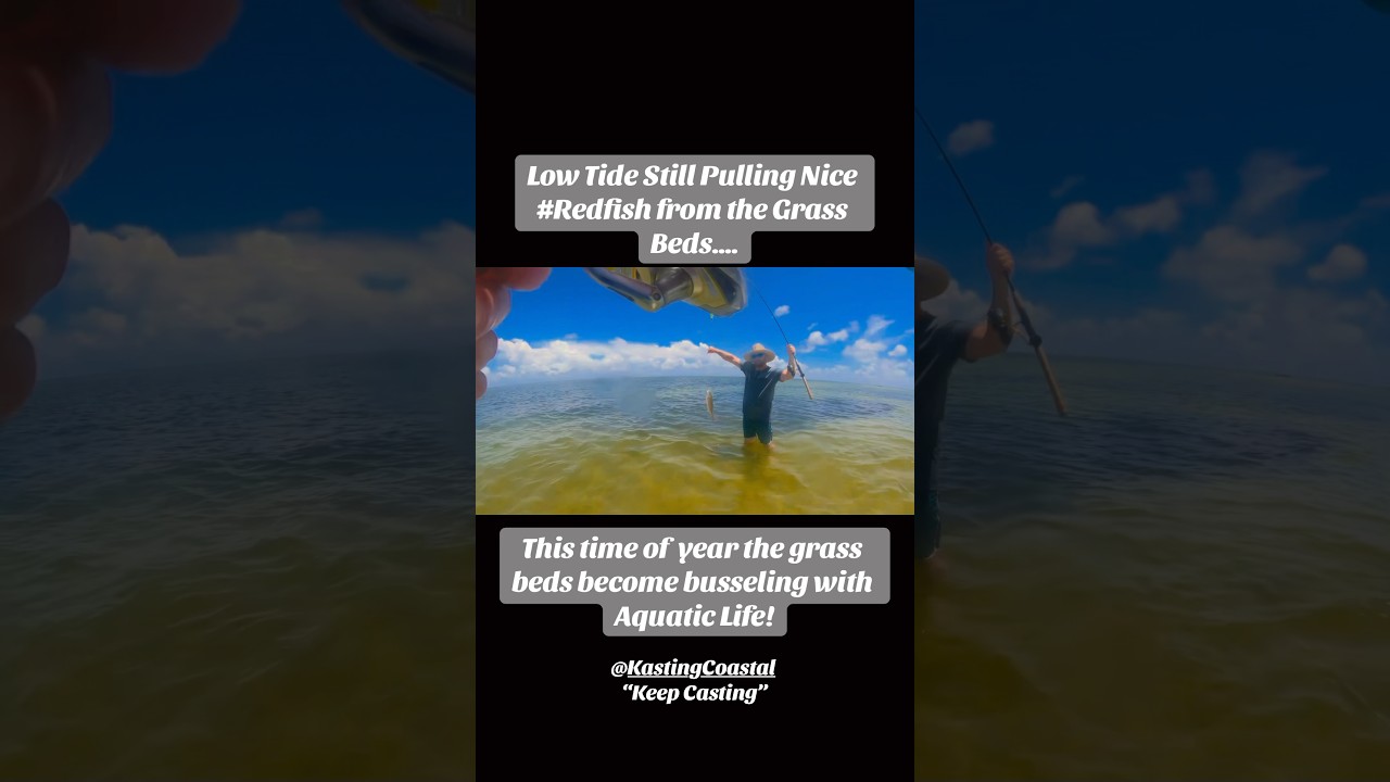 #Redfish Action at #Hornisland. #shortsviral #shortvideos #fish #mississippigulfcoast #fishing