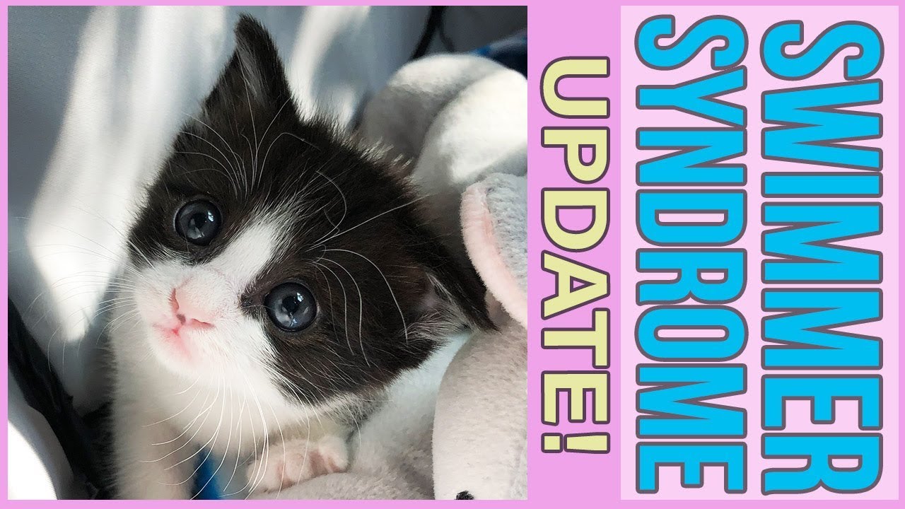 (UPDATE!) Little Kitten with Swimmer Syndrome LEARNS TO WALK!