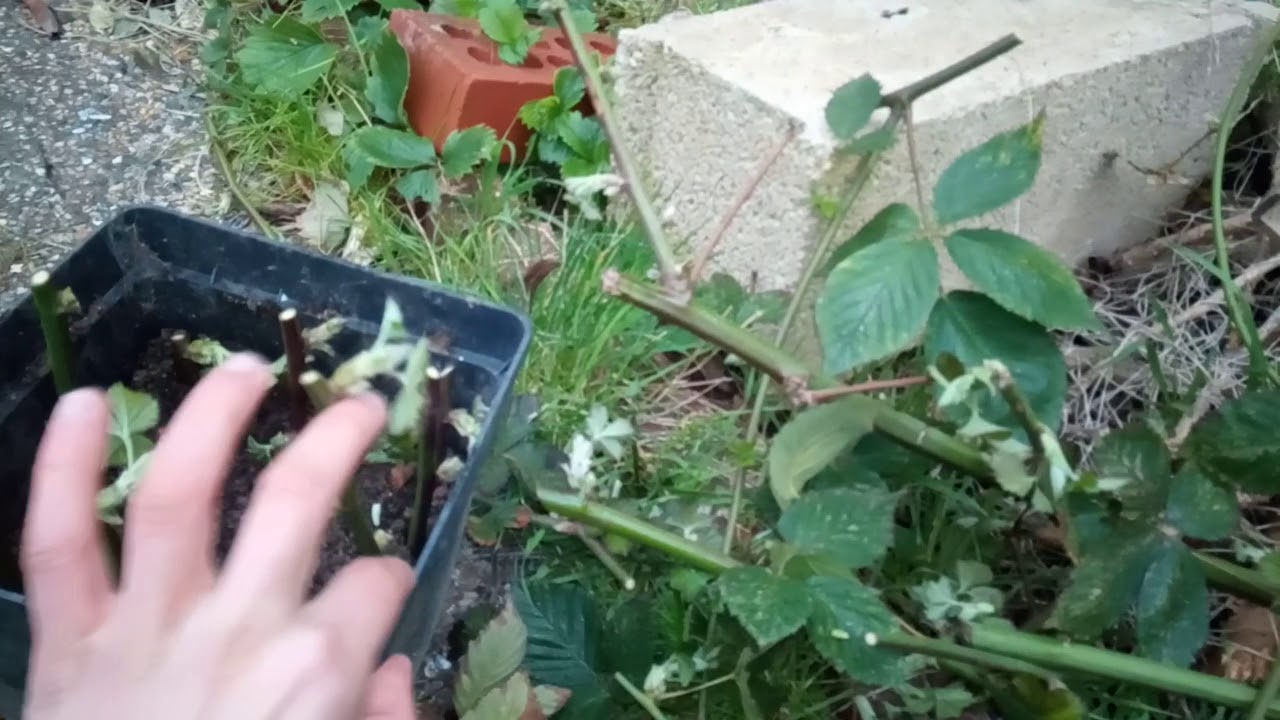 Tuto : réussir bouture mûrier