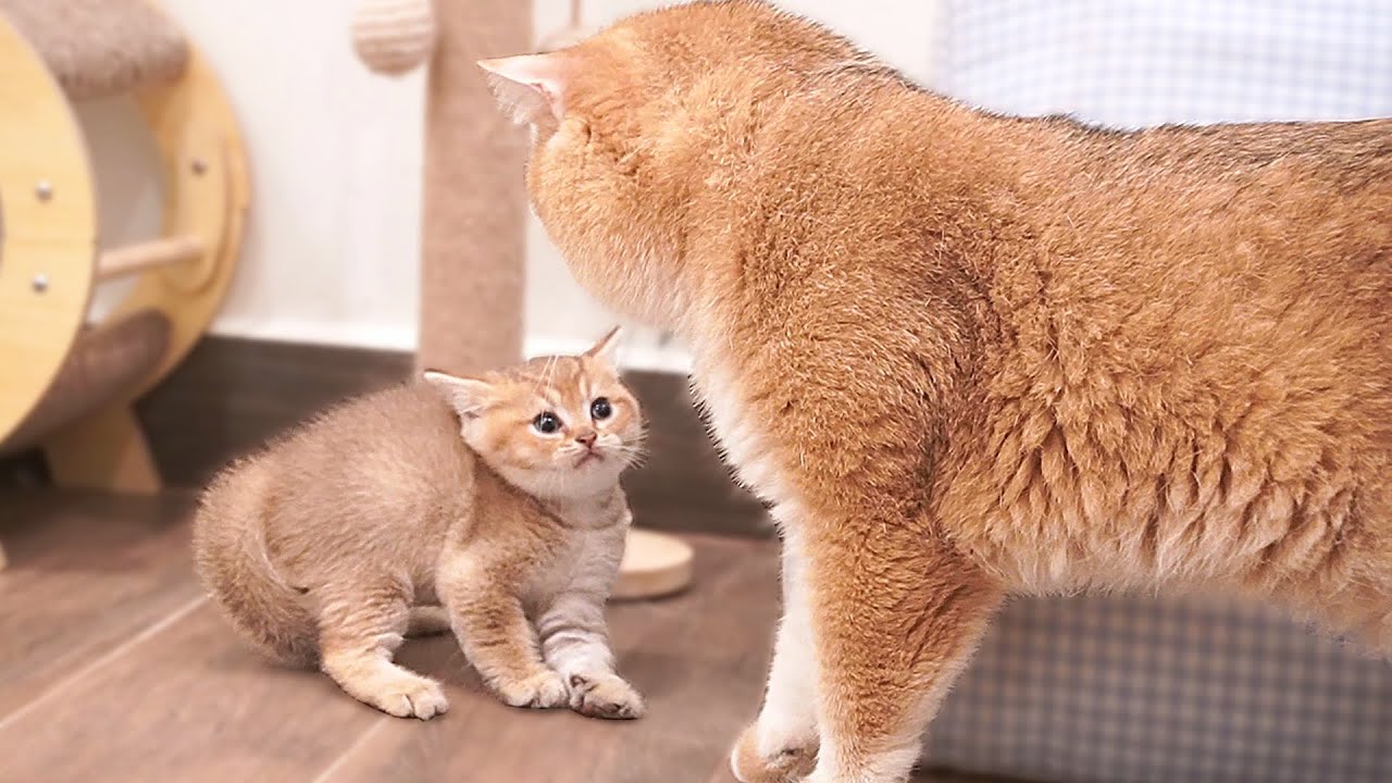 Cat Leo met his son named Cello 😂