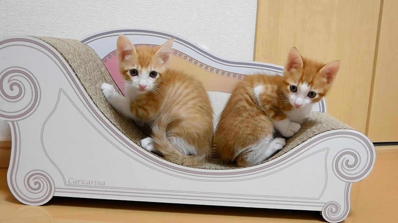 活発すぎる双子猫の現在がグータラすぎたw