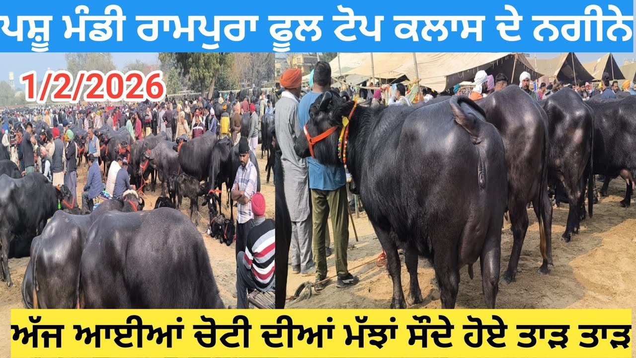  ਰਾਮਪੁਰਾ ਫੂਲ ਪਸ਼ੂ ਮੰਡੀ ਟੋਪ ਕਲਾਸ ਦੇ ਨਗੀਨੇ || rampuraphul pashu mandi today ||