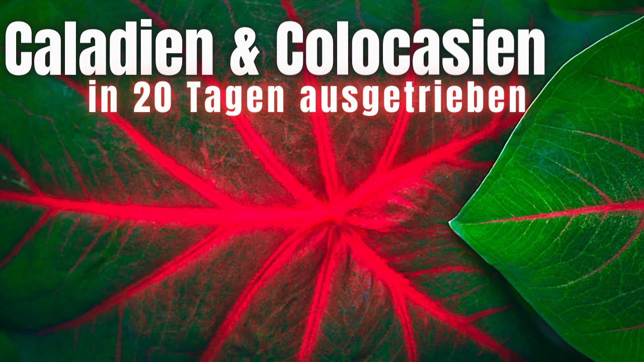 Wir pflanzen Caladium und Colocasia Knollen ein - Winterruhe der Caladien zu ENDE