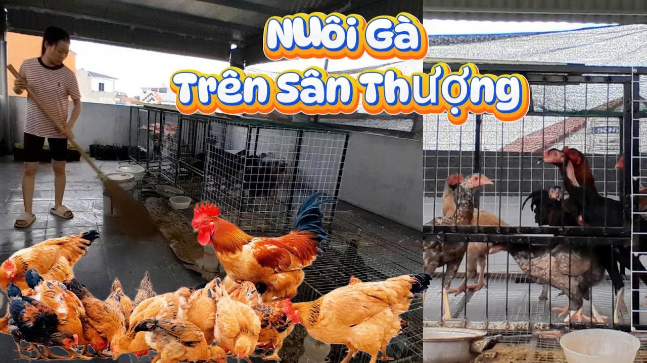 Chăn Gà Trên Sân Thượng