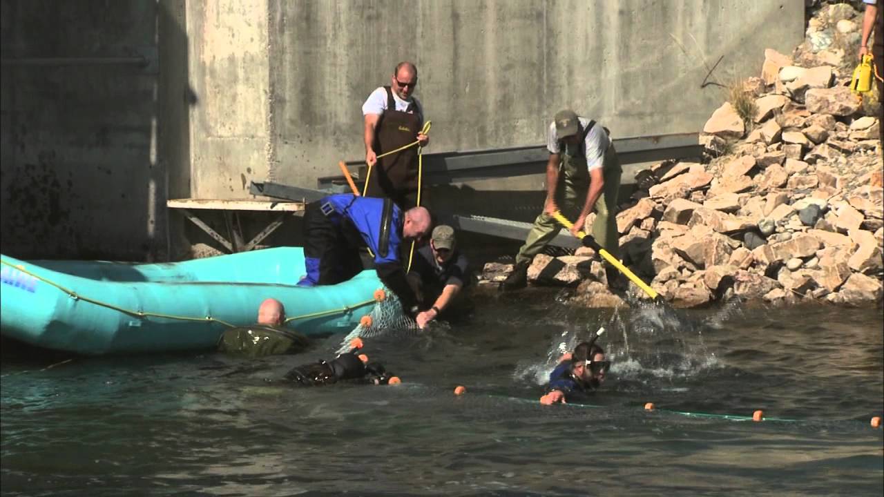 Idaho Fish & Game Sockeye Roundup