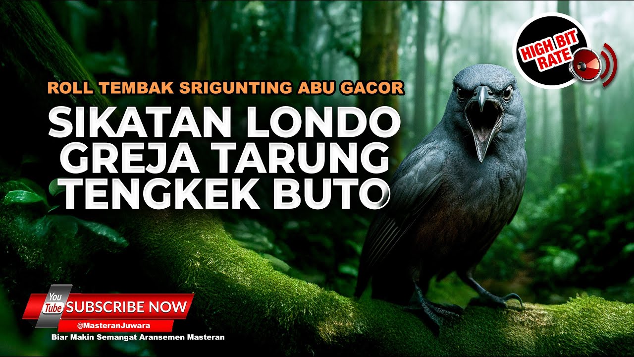 🔴 Roll Tembak Masteran Srigunting Abu Abu Gacor Isian Sikatan Londo Greja Tarung Tengkek Buto