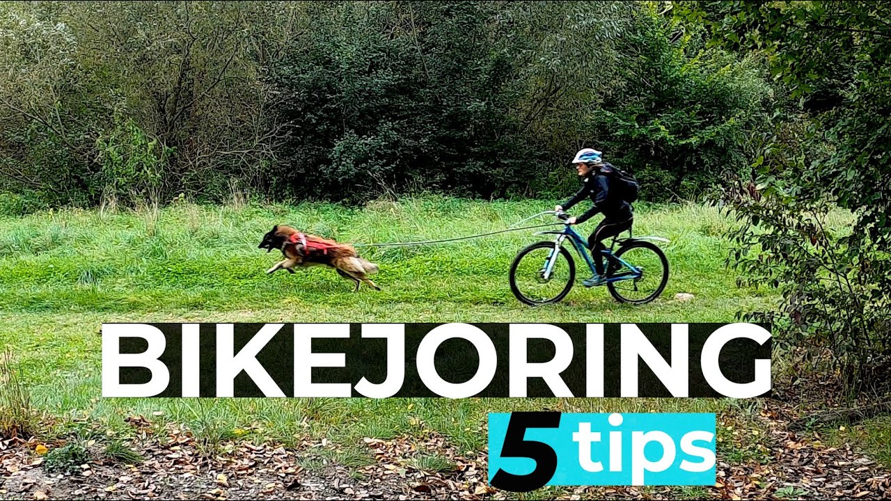 Bikejoring with my Belgian Shepherd | 5 Tips