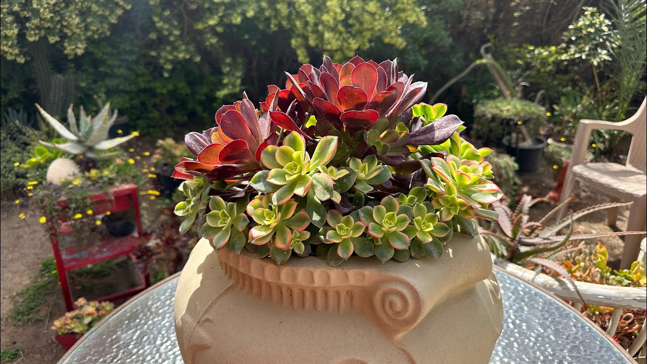 تجهيز الايونيوم للصيف و اكثاره الكثيف جدا بالنتائج mass aeonium propagation and setting for summer