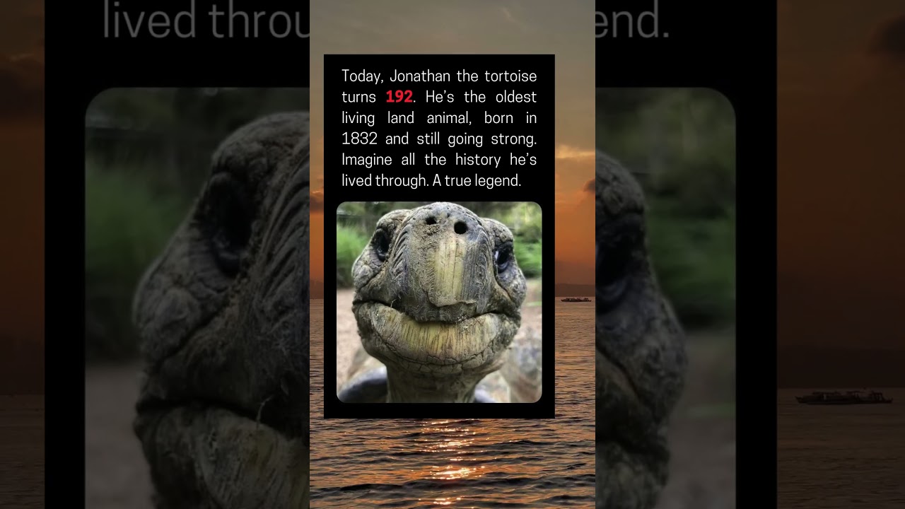 Jonathan the Tortoise Turns 192, Oldest Living Land Animal