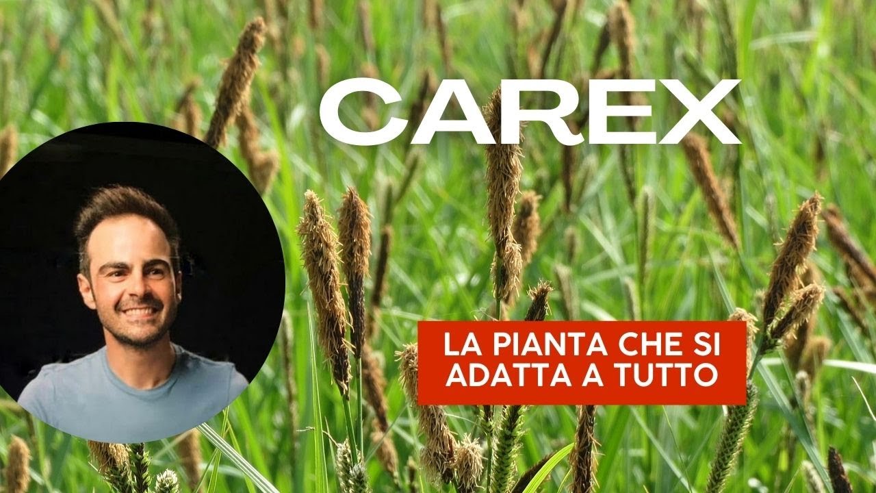 Tecniche e cure per coltivare i carex