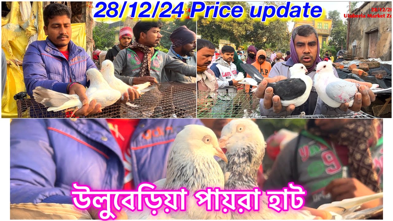 Uluberia Kabutor Market, Uluberia Pet Market 28/12/24 price update today #cheapestprice #kabutar