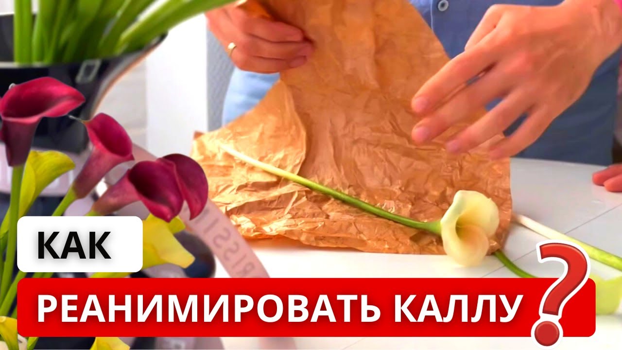 ❗️ КАЛЛА ВО ФЛОРИСТИКЕ! Важные нюансы: хранение, стойкость, уход! Как придать калле нужную форму?