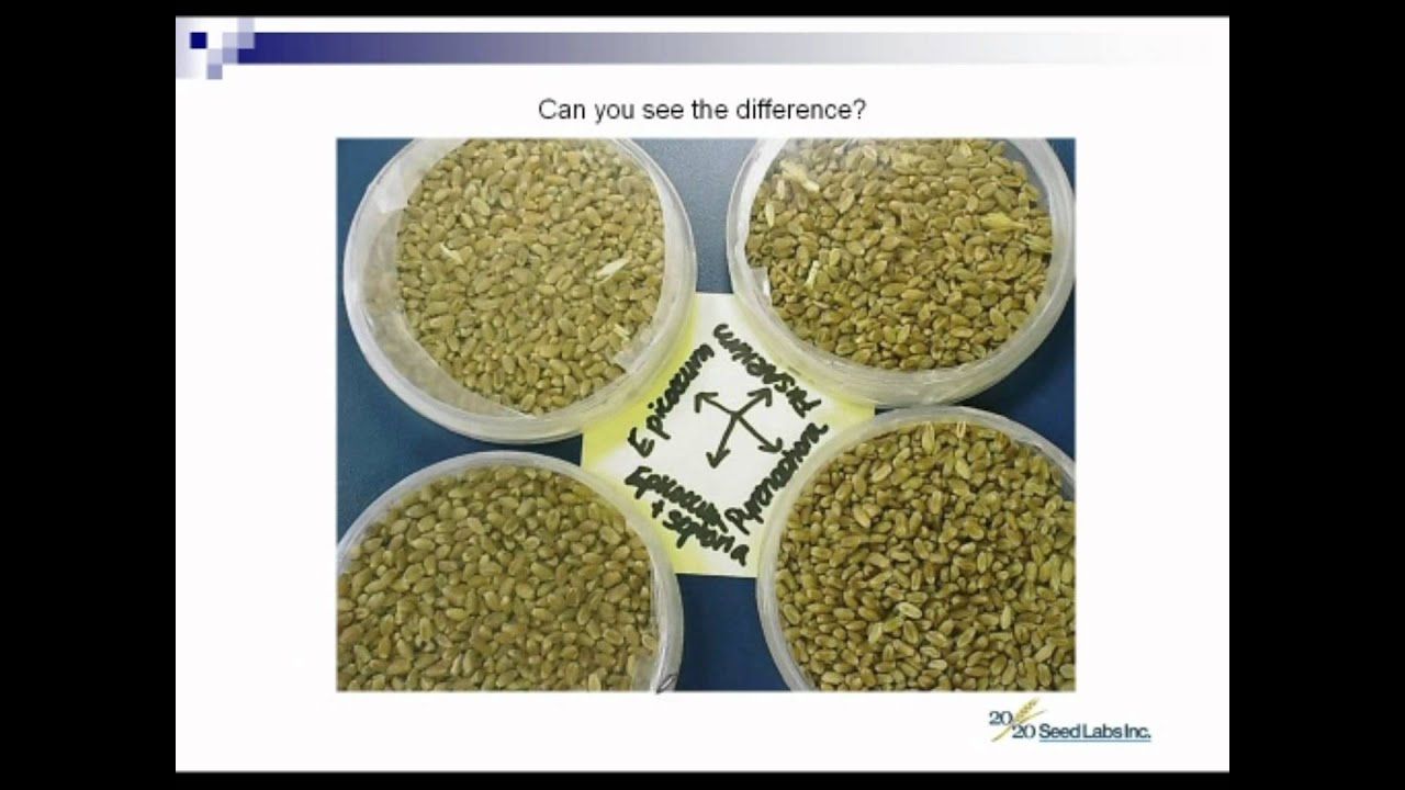 Seed Quality Review 2011