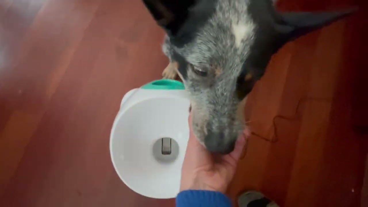 Josie learning launcher ball game first days