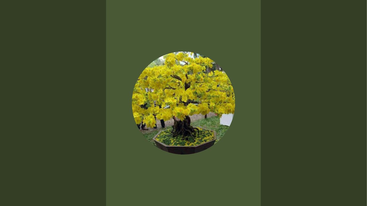 Hoàng Việt Mai Vàng đang phát trực tiếp!