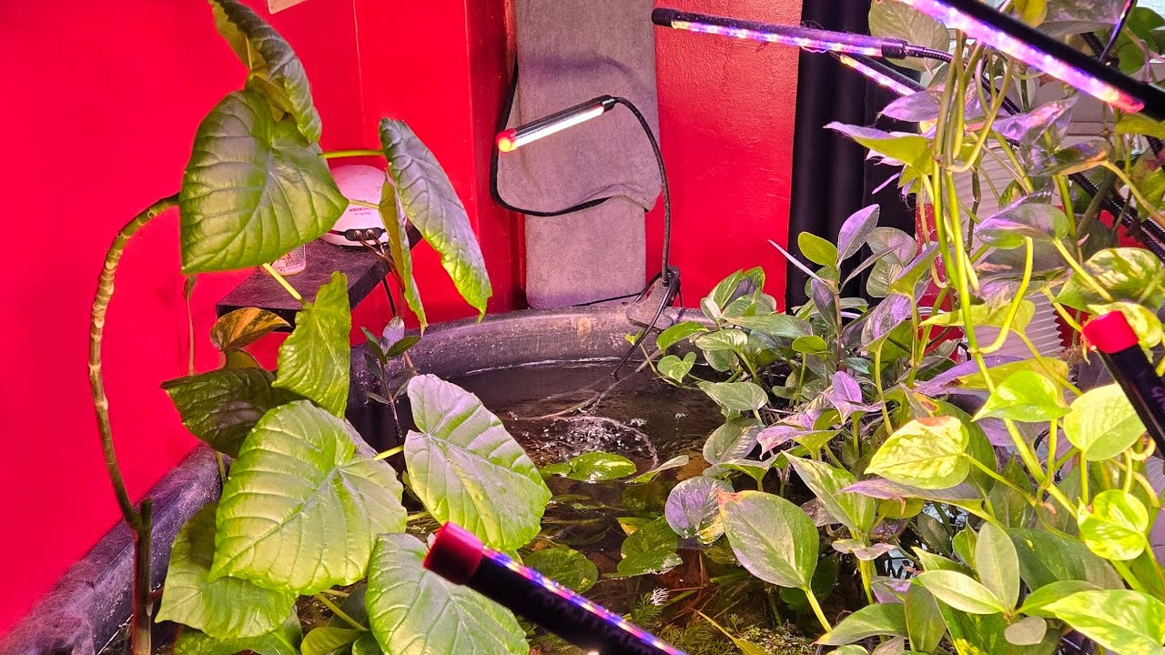 150  gallon stock pond  underwater video got baby Molly's on video 