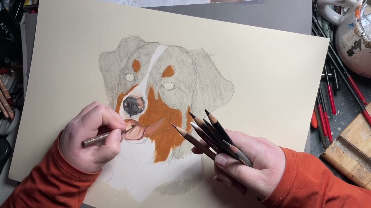 Aussie blue merle portrait. Dog australian shepherd pencils drawing | relaxing art video 