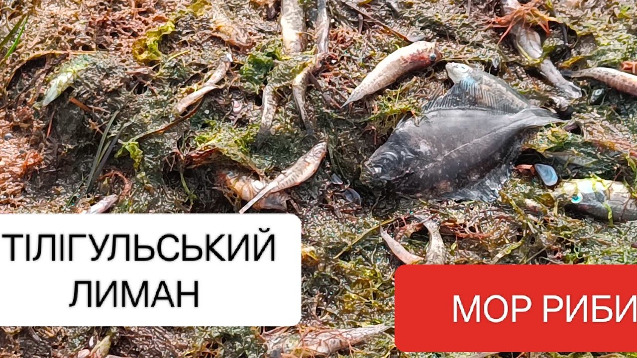 ЖАХ! МОР на Тілігульському ЛИМАНІ. Що з рибою?