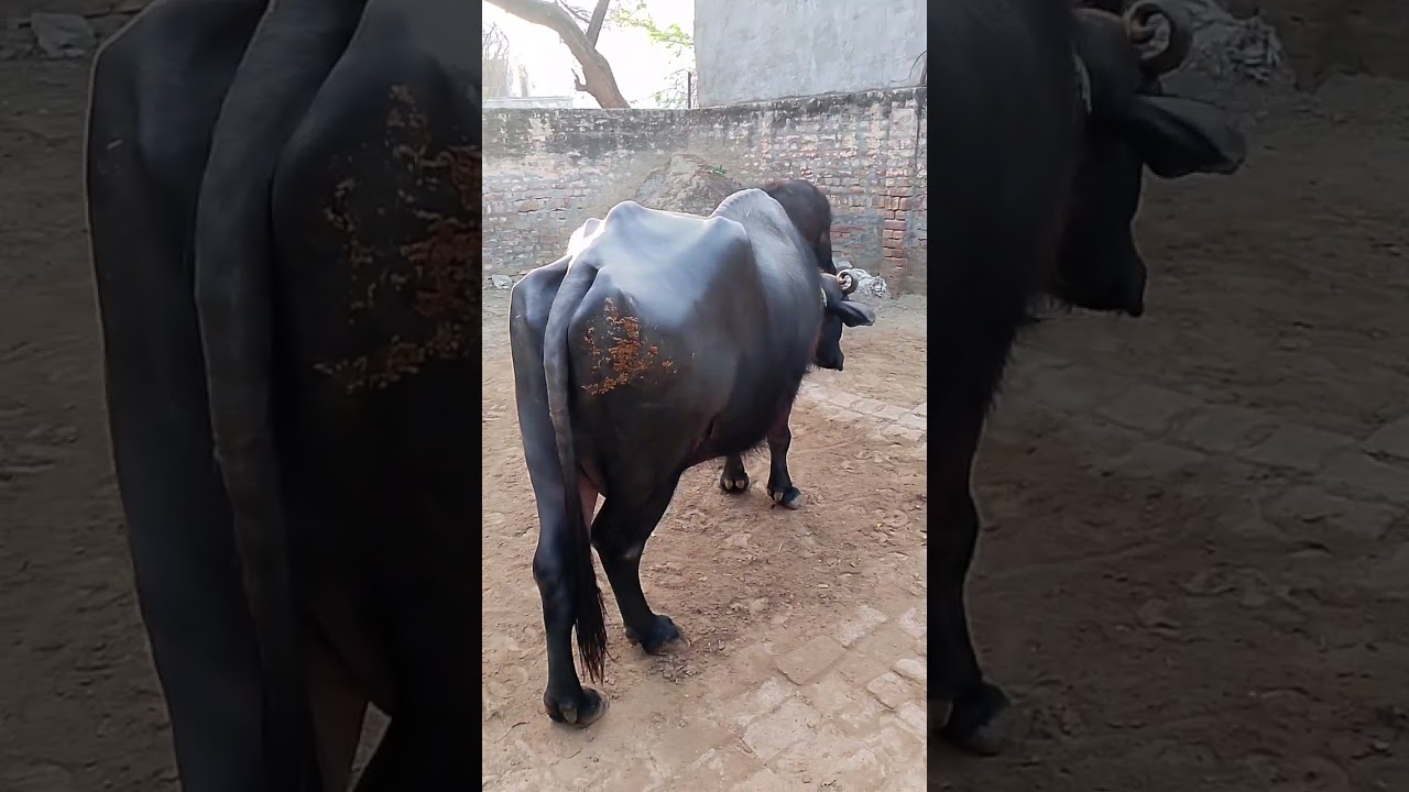 लाल से दुपट्टे आली मेरे भाई जी की गोरी सै 