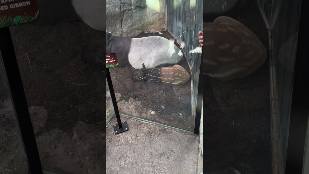 Look At This Cute Baby Tapir